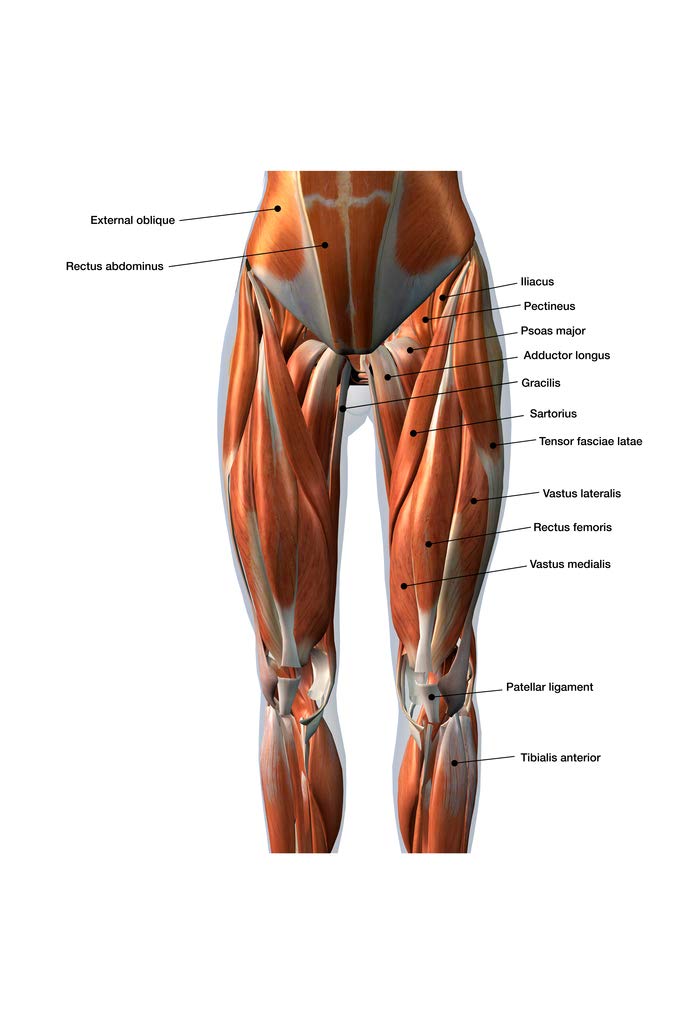 Thigh Muscles Hip And Thigh Muscles, Artwork Stock Image C020/0128