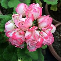 庭木の種類 目隠しやシンボルツリーなど人気の庭木25種類を紹介 すまいのほっとライン