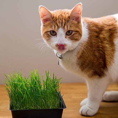 Organic Cat Grass Seed Blend For Planting - 12 Oz. Handy Pantry Brand - A Healthy Mix Of Organic Wheatgrass Seeds, Barley, Oats, And Rye Seeds - Non-Gmo Wheatgrass Seeds For Pets #TOP4