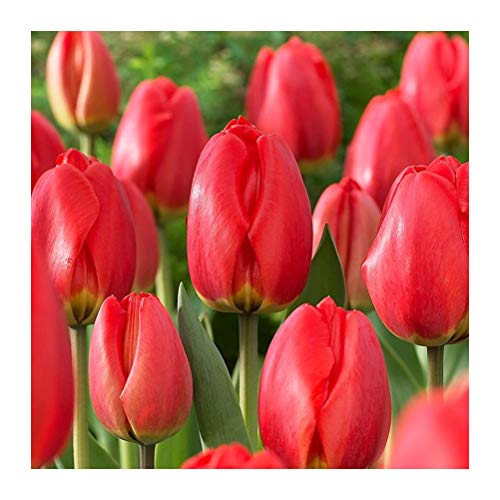 10 x Tulip Red Parade Bulbs-Large Vivid Red Blooms- Spring Flowering - Create A Beautiful Garden