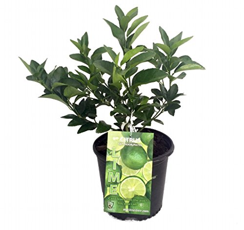 Persian Lime Tree - Fruit Bearing Size -6