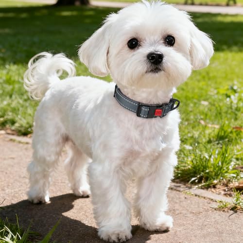 Image of Taglory Reflective Small Dog Collar, Comfortable for Safe Night Walks, Grey