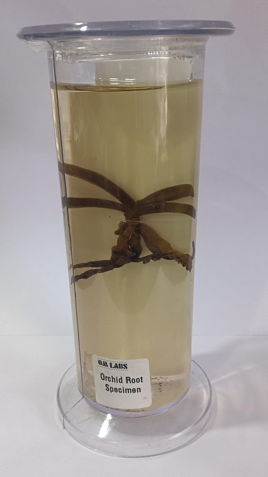 Orchid Root Specimen (Botany Specimen) Brand OM Labs