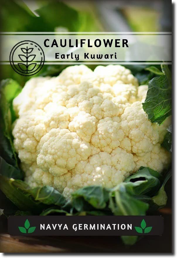 10g Cauliflower White "Early Kuwari" Seeds For Planting Outdoor Gardening - Vegetable Seeds (B0C5RWGPYW) Amazon Price History, Amazon Price Tracker
