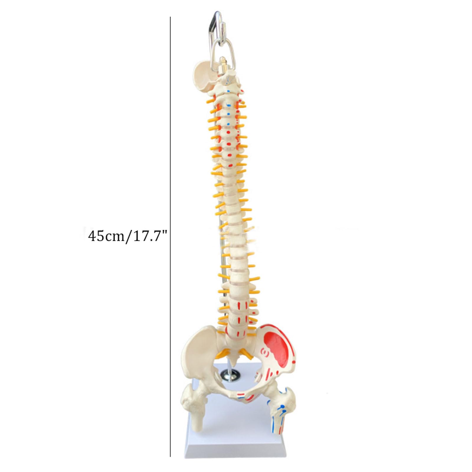 Modele Anatomiczne 45 Cm/17,7" Model Anatomii Kręgosłupa Człowieka Z Miednicą Materiały Dydaktyczne Medyczne Do Nauki Anatomii Szkieletu Narzędzie Dydaktyczne N,