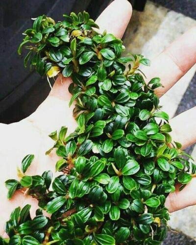 Bucephalandra Large Buce Clump TONS of Buce Rhizomes Live Aquarium Plant Freshwater