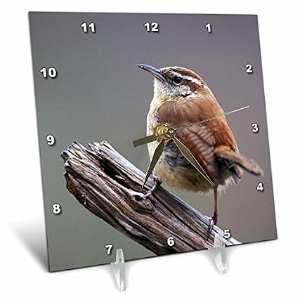 3 d Rose dc 83548 1 Carolina Wren Bird Na 02 Aje 0218 Adam Jones Desk Clock, 6 by 6 Inch product