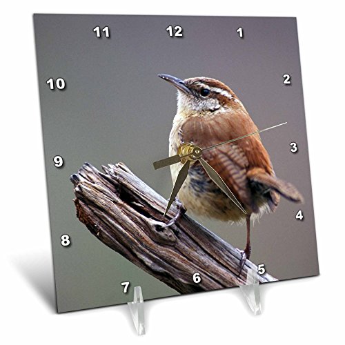 3 d Rose dc 83548 1 Carolina Wren Bird Na 02 Aje 0218 Adam Jones Desk Clock, 6 by 6 Inch