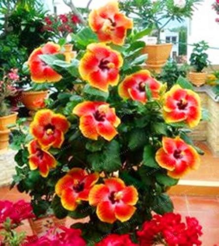 200 Hibiscus Flower Seeds Bonsai Mini Hibiscus Bonsai Flower Bonsai Outdoor Plant Bonsai for Home Garden Easy to Grow Seeds (14)