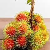 rambutan pflanze samen, exotische früchte dekopflanzen frisches obst indoor plants obstsamen bio saatgut zwergobstbäume topf pflanze bio saatgut frisches obst obst samen winterharte 5pcs