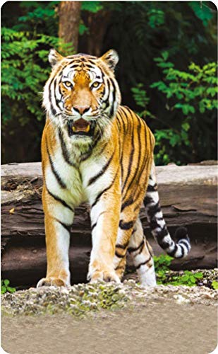 Image of ZiGYASAW Wild Animals Flash Cards for Kids Early Learning I 20 Real Images for Babies I Easy & Fun Way of Learning | Wipe and Clean Study Material for Preschoolers (105 x 170 mm) - Age 3+ Years