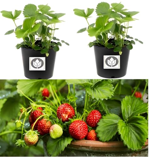 Combo 2 Selva Strawberry Fruit Plants Hybrid Big Size Red Strawbe...