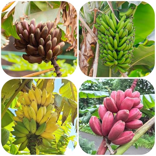 semi di banano - balcone esotiche resistenti rampicanti biologici 30pcs