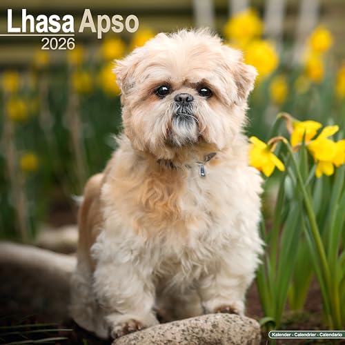 Lhasa Apso 2026 Calendar | Square Wall Calendar | Dog Breed Gift | Plastic Free Packaging | by Avonside Publishing