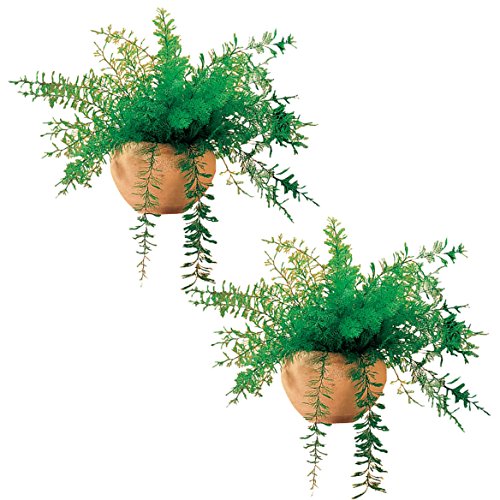 Mysterious Air Fern, Set of 2 – Water & Soil