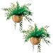 Mysterious Air Fern, Set of 2 - House Plant, No Water or Soil Required