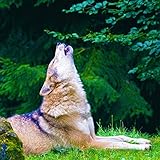 thunder wolves xbox 360 review  Thunder & Wolves: Howling with Rain on Leaves