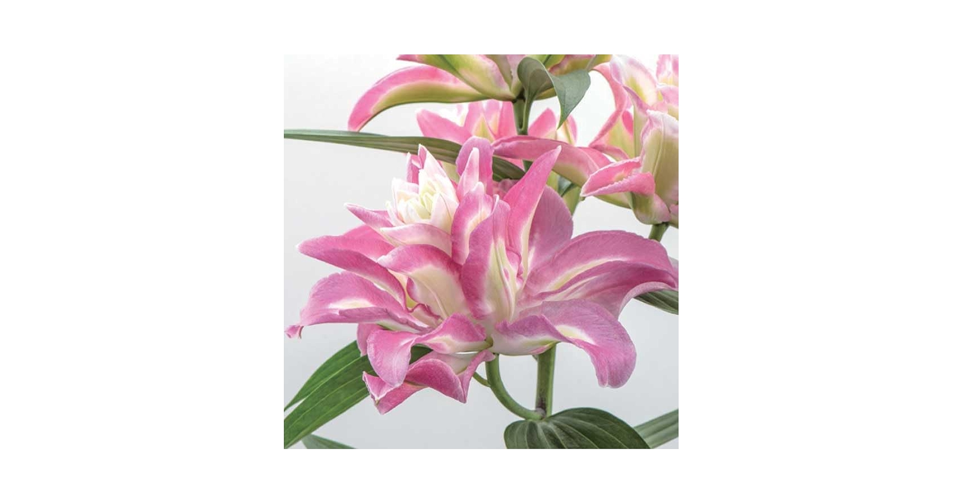 オリエンタル百合　プー 大きなピンクのユリの花　苗球根 楽天市場】【予約・早割】 カサブランカ 球根 プーケット