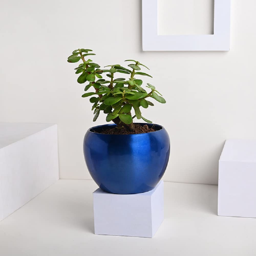 See full amazon price history chart for FlowerAura Decorative Jade Air Purifying Live Indoor Plant In Blue Metal Vase Pot For Living Room, Balcony, Bedroom, Table Corner, Office/Home Decoration And Gifts For Friends, Colleagues FlowerAura Decorative Jade Air Purifying Live Indoor Plant In Blue Metal Vase Pot For Living Room, Balcony, Bedroom, Table Corner, Office/Home Decoration And Gifts For Friends, Colleagues (B0C33ZYGYL) Amazon Price History, Amazon Price Tracker