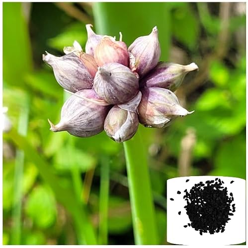 50 Walking Onion Seeds