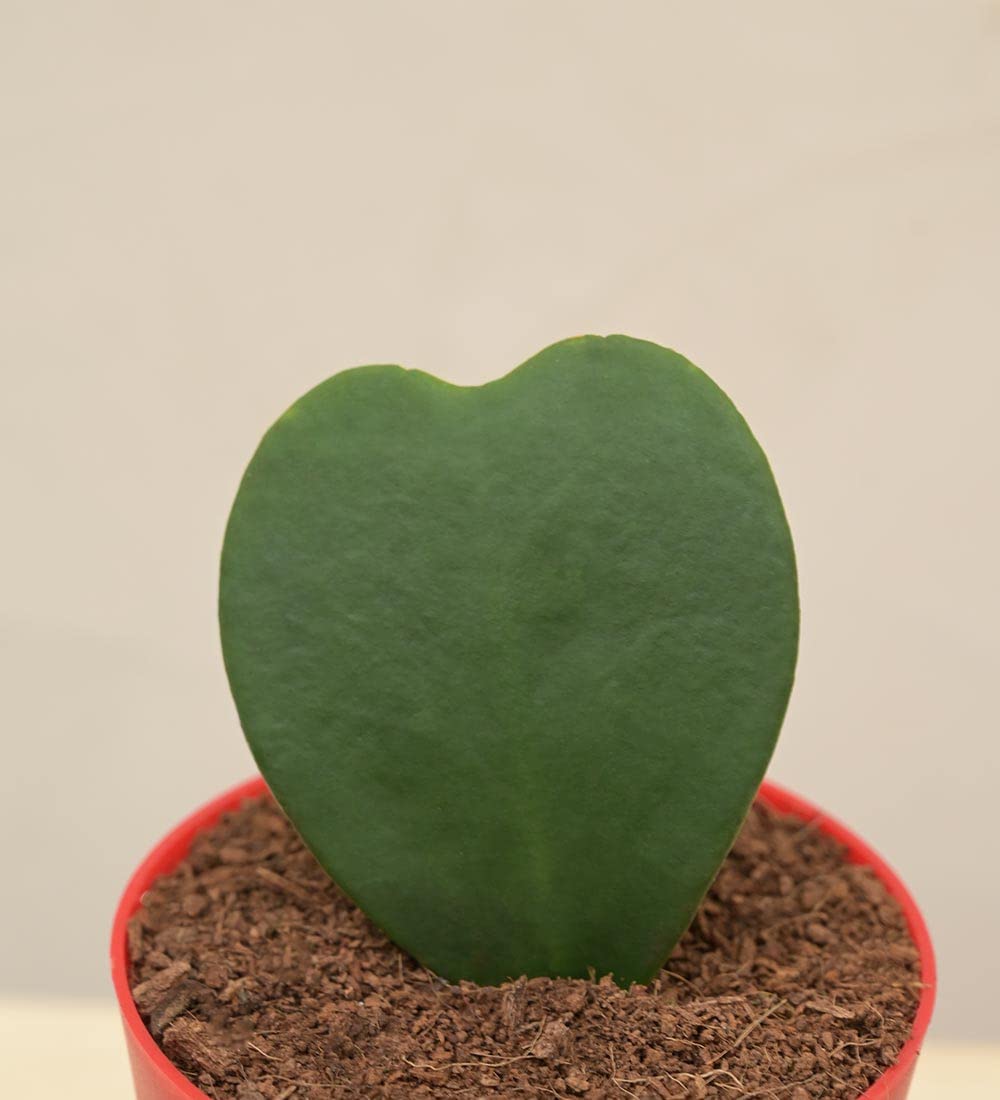 UGAOO Heart Hoya Succulent Live Plant with Pot (B09PF2YNF5) Amazon Price History, Amazon Price Tracker
