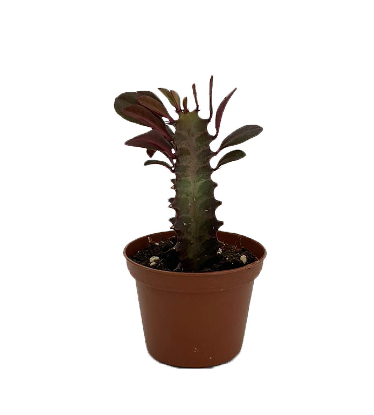 Amazon.com : Royal Red African Milk Tree - Euphorbia trigona