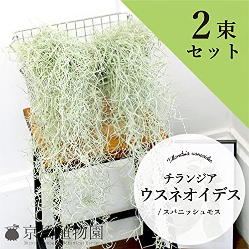 Amazon｜【エアプランツ】チランジア・ウスネオイデス/スパニッシュ