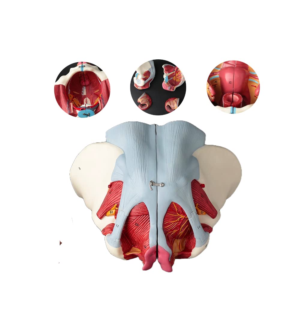 Zaawansowany Model Anatomiczny Kobiecej Miednicy, Zdejmowany, 4 Części, Kobiety, Pasek Mięśniowy Podłoża Miednicy, Narządy Płciowe, Macicy Neuromięśniowej,