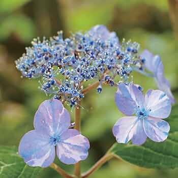 【花苗】ヤマアジサイ　おりひめ　大苗　6号　タグ付き　メルカリ便発送 花苗】ヤマアジサイ おりひめ 大苗 6号 タグ付き メルカリ便発送