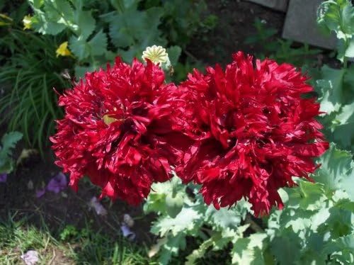 100 Giant Double RED Peony Poppy Papaver Peoniflorum Flower Seeds