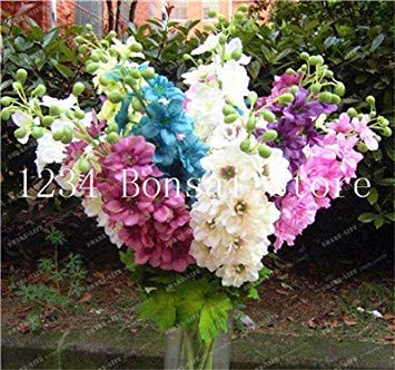 . 100 Pz economici Diversi Colori di Rocket Larkspur Consolida Ajacis Delphinium Fiori in Vaso Giardino Domestico di DIY: 17