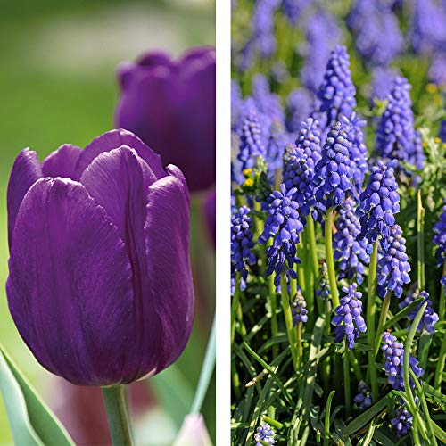 Image of Tulip Muscari Purple Rain Mix Bulb Collection Classic Plants Combination with Bold Colours, 40 x Purple Rain Mix by Thompson and Morgan