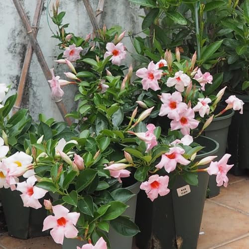 semillas de dipladenia - Mandevilla - trepadora rara Variedades antiguas resistentes de cobertura del suelo, lecho elevado jardín cortadas 150pcs