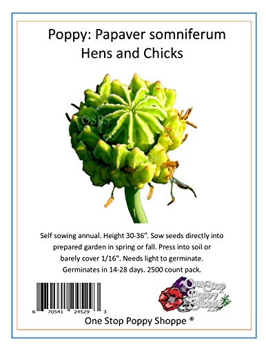 Hens & Chicks Papaver Poppy 2500 Seeds. One Stop Poppy ShoppeÂ® Brand.