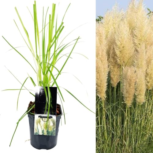 Pampas Grass Pumila - Cortaderia Plants - Large Pampas Grass Around 35-45cm in Height