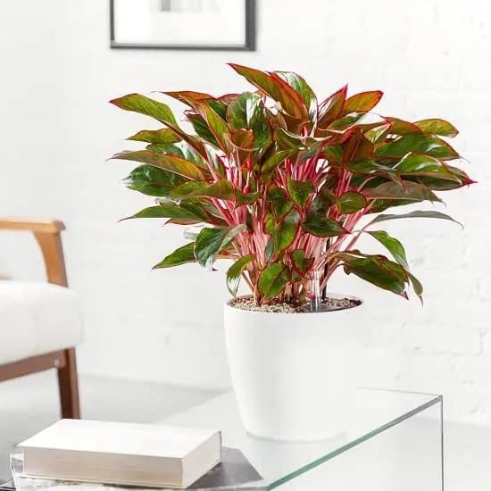 Healthy Vibe� Live Indoor Air Purifier Aglaonema Plant IN POLYBAG-image-44