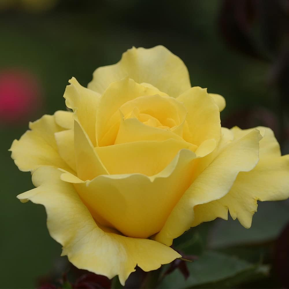 Heirloom Roses Rose Plant - Mellow Yellow Yellow Rose Bush, Hybrid Tea Live Plant for Planting Outdoors