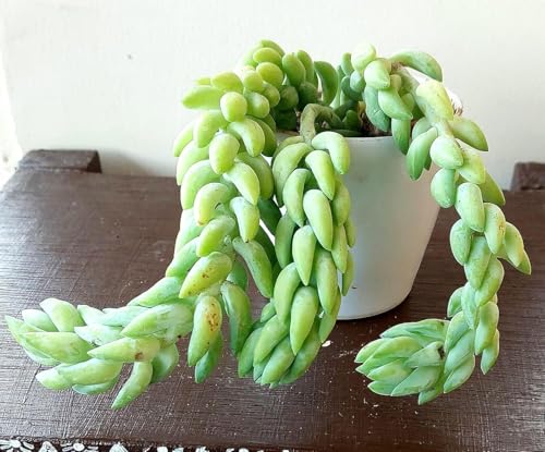 Image of Bigreen Live Hanging Plant | Sedum Morganianum (Donkey Tail) Succulent with Pot | Beautiful Trailing Plant for Home & Garden | Low Maintenance Hanging Plant for Home, Office, Garden