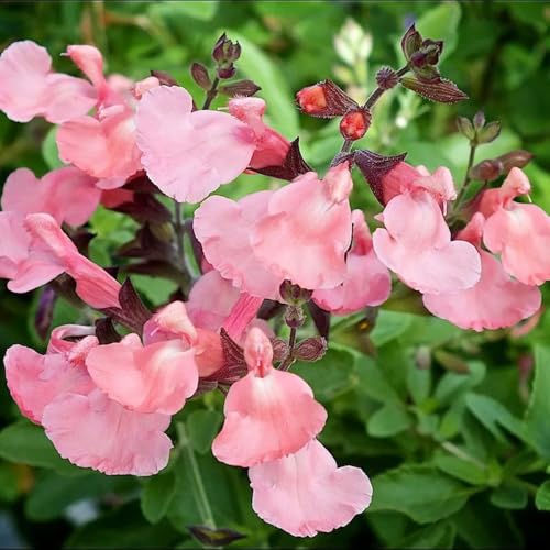 semillas de salvia - jardín perennes resistentes balcon 1000pcs