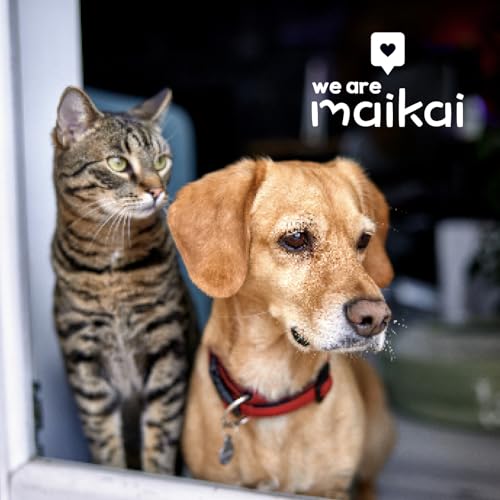 Grünlippmuschel für Hunde und Katzen Natürlicher Snack für die Gelenke mit Omega-3-Glucosamin MSM Fördert die Beweglichkeit der Gelenke und des Knorpels. Ohne Zusatzstoffe | MAIKAI