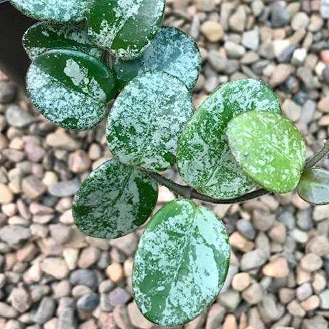 The Plant Paradise Hoya Cv Mathilde Plant for Indoor & Outdoor Decoration with Plants (B0BWR71FWN) Amazon Price History, Amazon Price Tracker