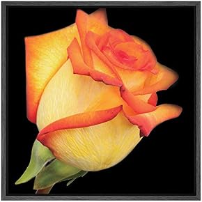 SIGNWIN Framed Canvas Wall Art Orange Yellow Rose...