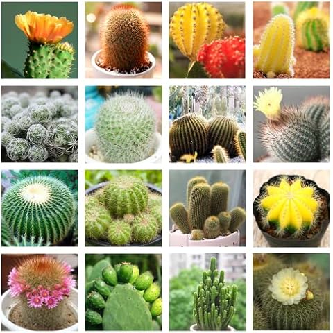 Cactus Seeds for Planting Rare Succulent Cacti Seeds for Planting, DIY Bonsai Ornamental Plant, Non-GMO Open Pollinated Seeds Cover
