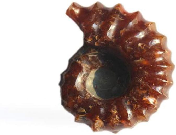Large 1 Pair Natural Ammonite Fossil Specimens Healing Crystal Gemstone Couple Pendant from Madagascar, Home Office Decoration & Collection, Jewelry Making
