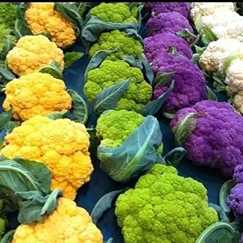 Mix Seeds Cauliflower Organic F1 Hybrid beej 250 seeds-image-12
