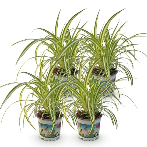 Green boutiQ - Plante d'intérieur - Chlorophytum comosum Variegatum - Herbe à chat - Amie des animaux - Panaché - 4 Plantes - Pot de 12 cm - Hauteur 25-30 cm