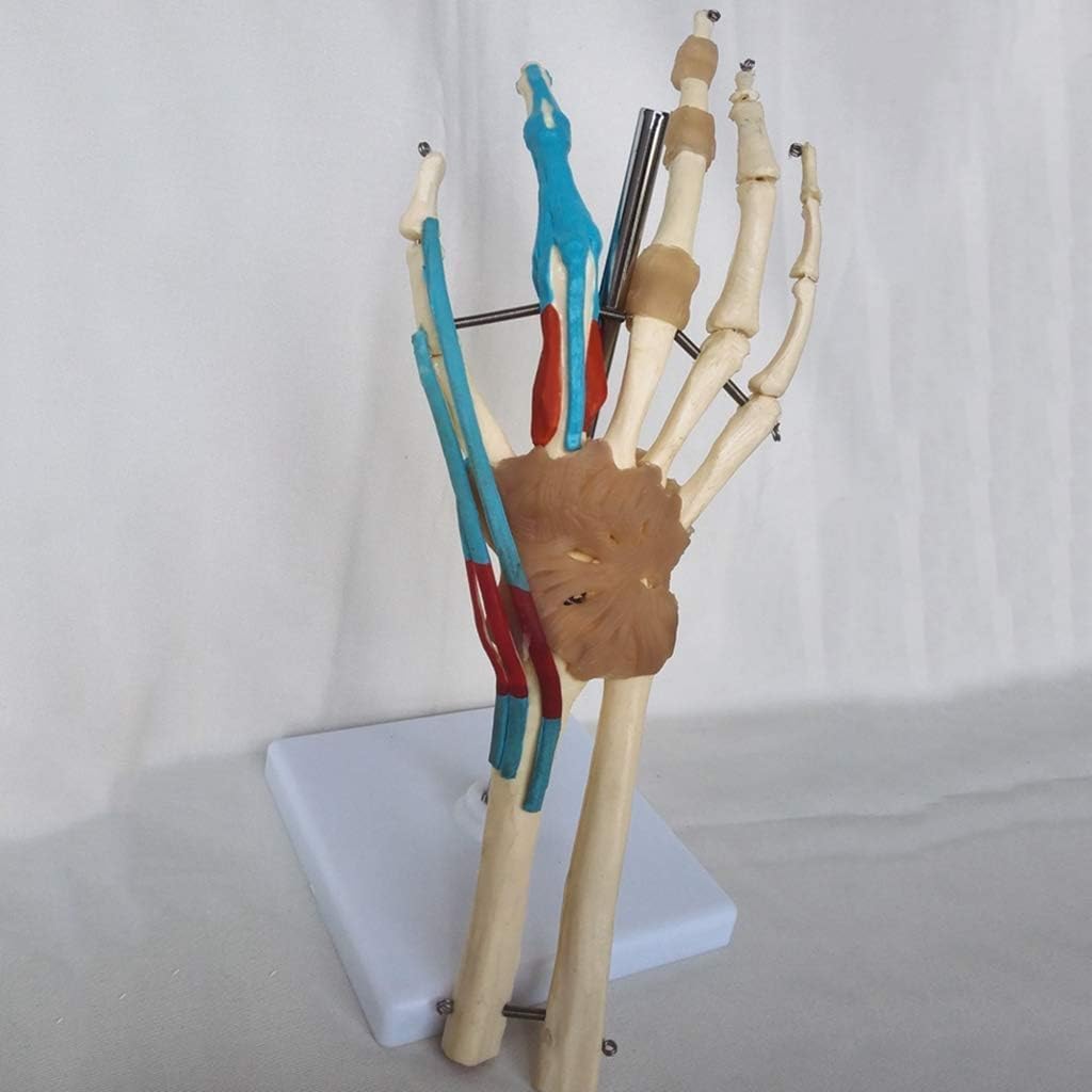 Modelo anatómico de la articulación de la mano y la muñeca humanas con articulaciones for estudios médicos y consultorios médicos.