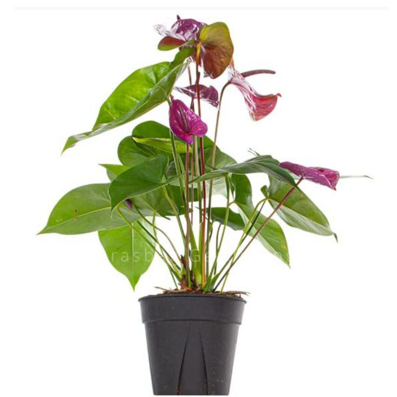 Parasbag Gardening® Anthurium Violet Flamingo with Fiber Pot