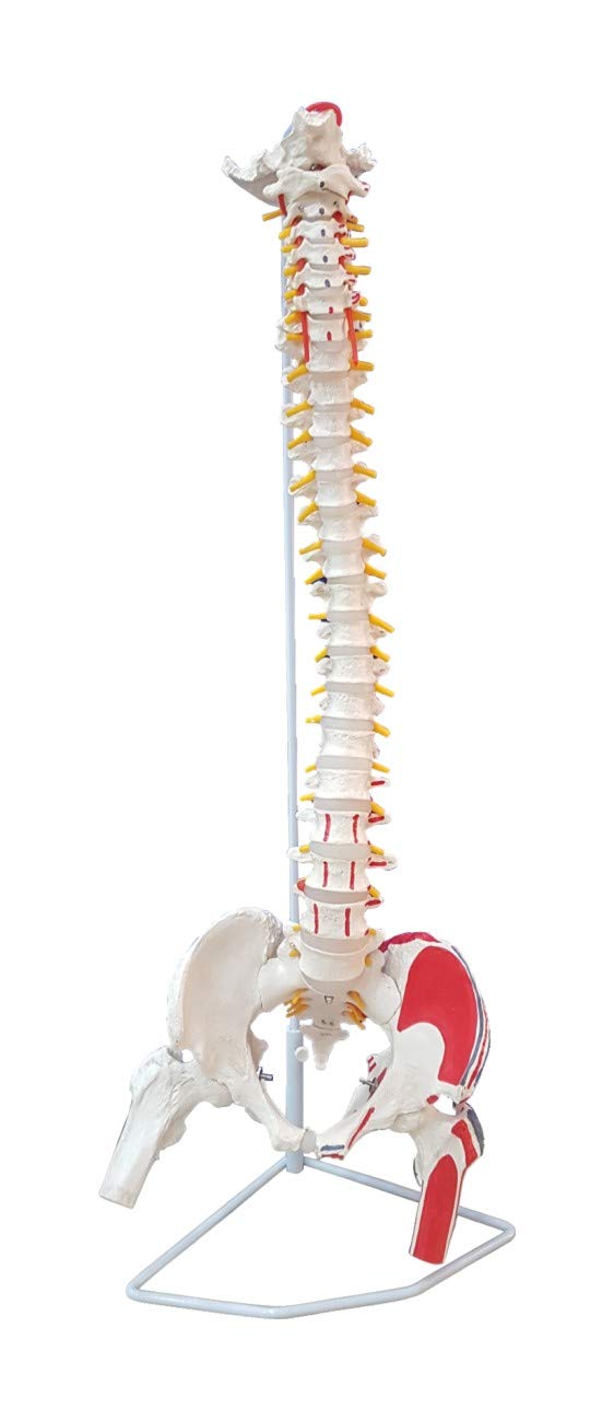 TeachingNest | Vertebral Column with Femur Head Painted | Anatomical Model | Bones and Skeleton | PVC