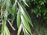 2 Black Willow Tree Cuttings - Beautiful Shade and Privacy Tree - Grow Trees